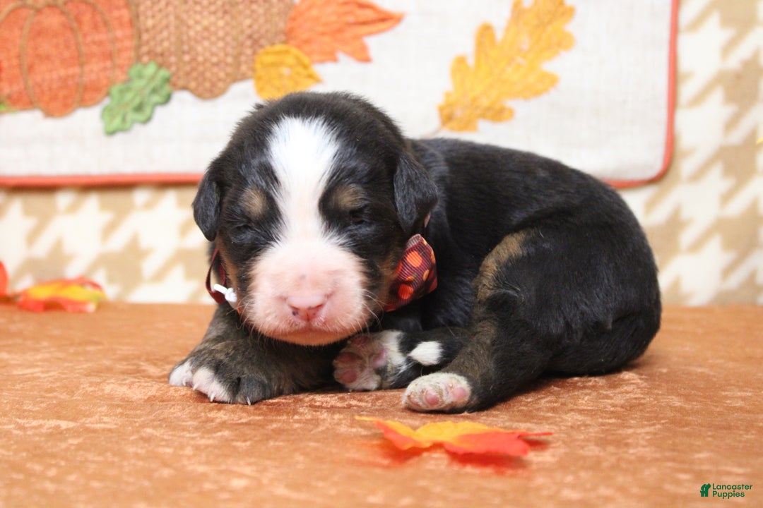 Bernese Mountain Dog dogs for sale: Rafiki  - Ad 4