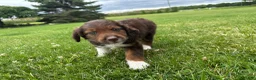 Mixed Breed dogs for sale: Buddy - Ad 10