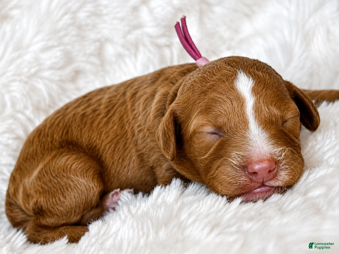 Cockapoo dogs for sale: Belle - Ad 2