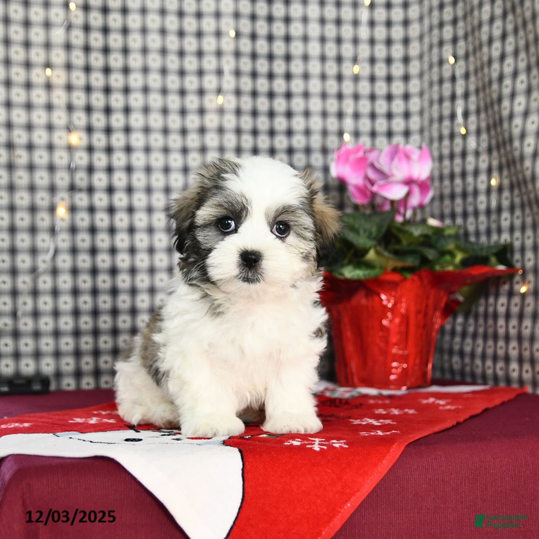 Malshi dogs for sale: Fern - Ad 1