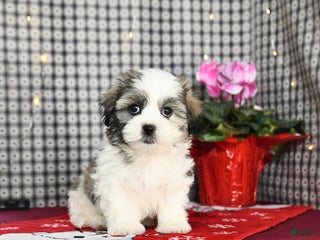 Malshi dogs Fern - Ad 7