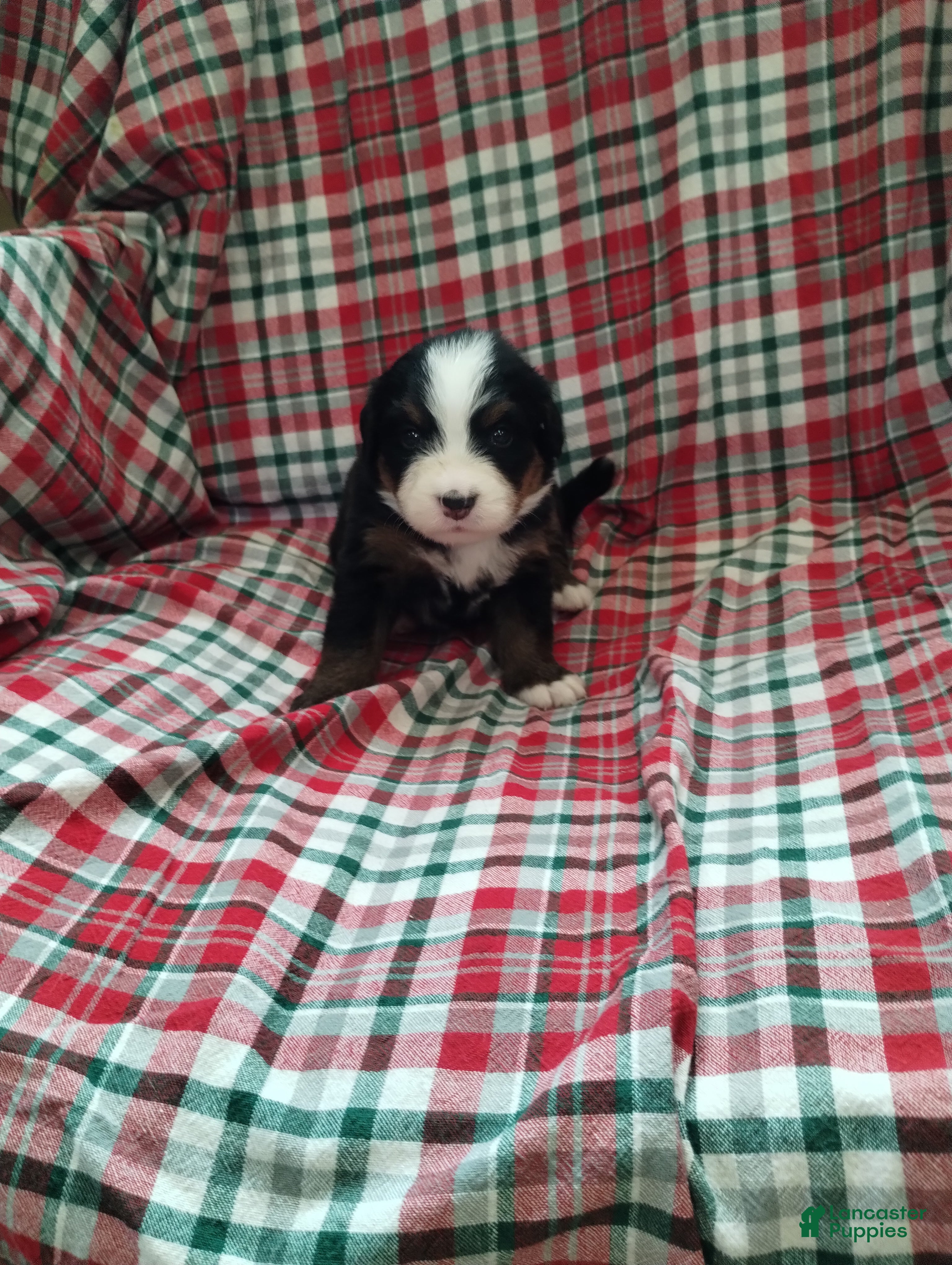 Bernese Mountain Dog dogs for sale: Bernese Mountain Dog 2 - Ad 1