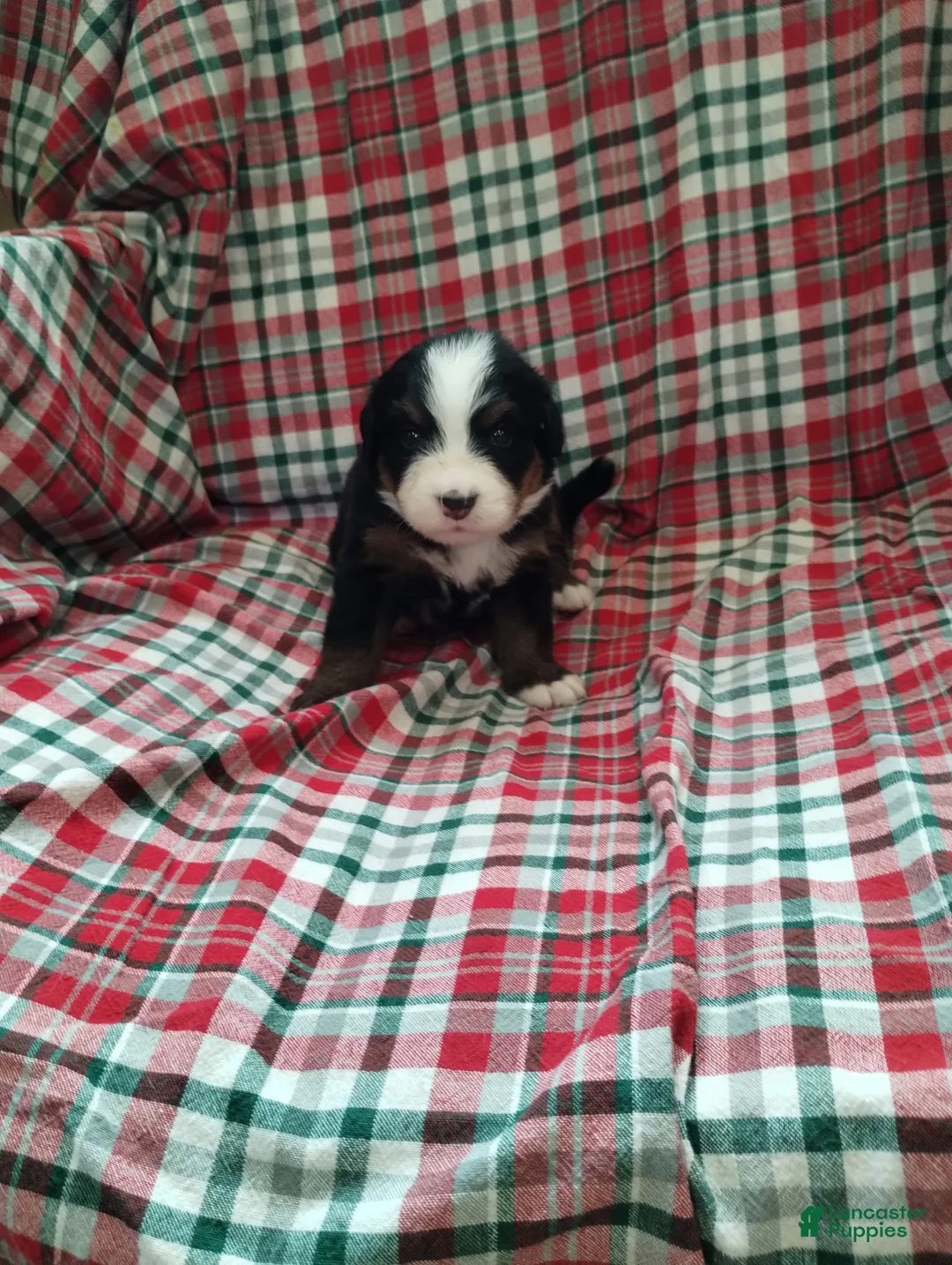 Bernese Mountain Dog dogs for sale: Bernese Mountain Dog 2 - Ad 1