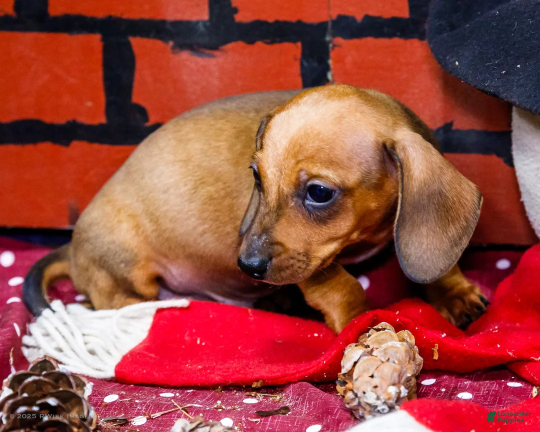 Miniature Dachshund dogs for sale: Xander - Ad 11