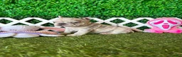 French Bulldog dogs for sale: French Bulldog Puppy 1 - Ad 4