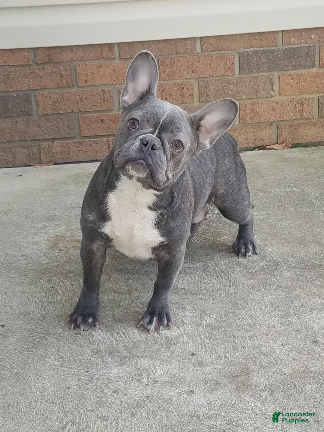 French Bulldog dogs for sale: Max - Ad 8