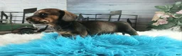 Dachshund dogs for sale: Nationwide delivery. Gloria's darkest boy - Ad 7