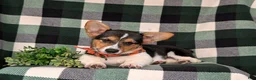 Welsh Corgi Pembroke dogs for sale: Blaze - Ad 8