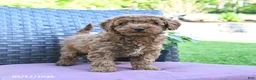 Miniature Poodle dogs for sale: Henry - Ad 2