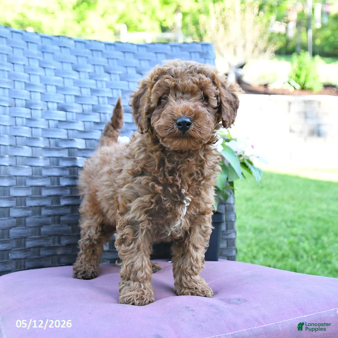 Miniature Poodle dogs for sale: Henry - Ad 2