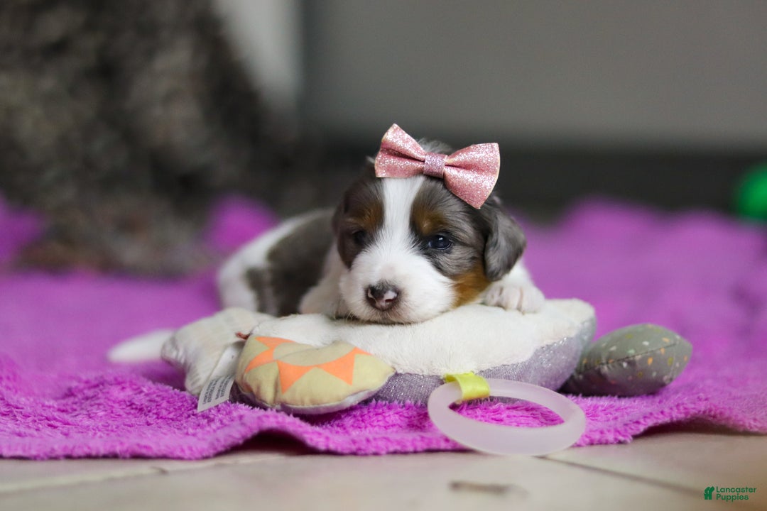 Mini Bernedoodle dogs for sale: Destiny — Female — $1999 - Ad 1