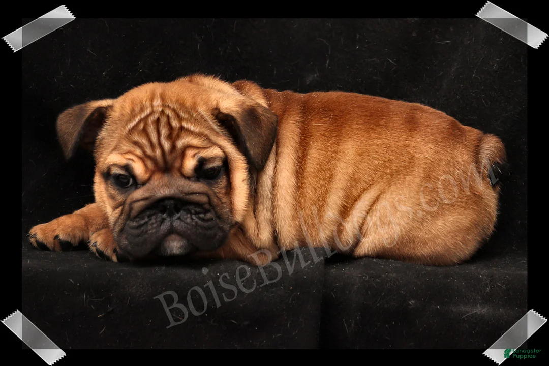 English Bulldog dogs for sale: Raven (F) - Ad 12