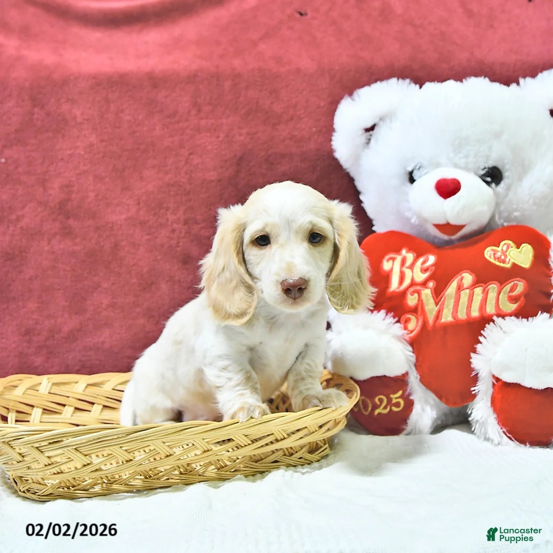 Miniature Dachshund dogs for sale: Sugar - Ad 4