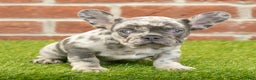 French Bulldog dogs for sale: Diesel - Ad 3