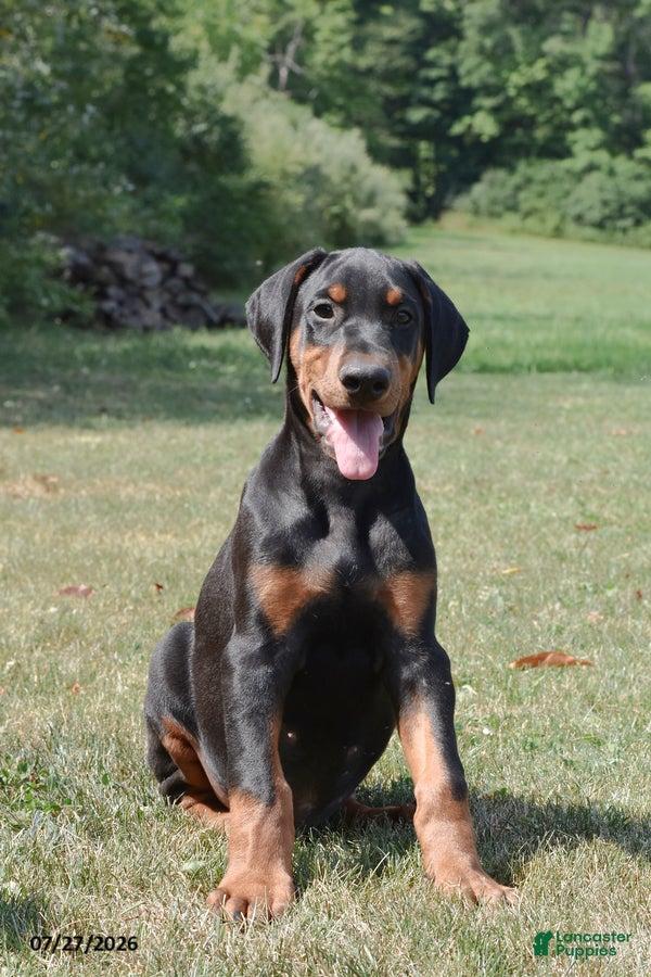 Doberman Pinscher dogs Gordy - Ad 2