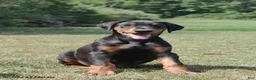 Doberman Pinscher dogs for sale: Gordy - Ad 2