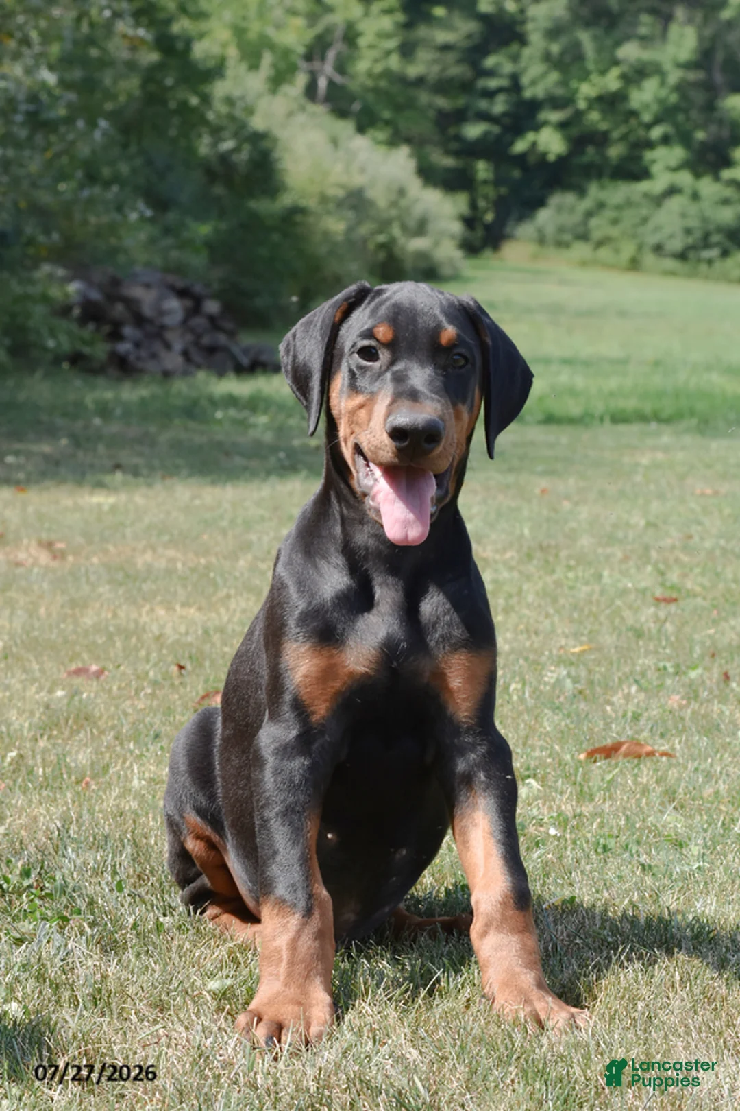 Doberman Pinscher dogs for sale: Gordy - Ad 2