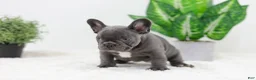 French Bulldog dogs for sale: Ginger - Ad 4