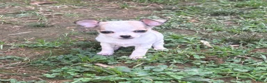 Chihuahua 3