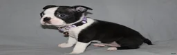 Boston Terrier dogs for sale: Diana - Ad 4