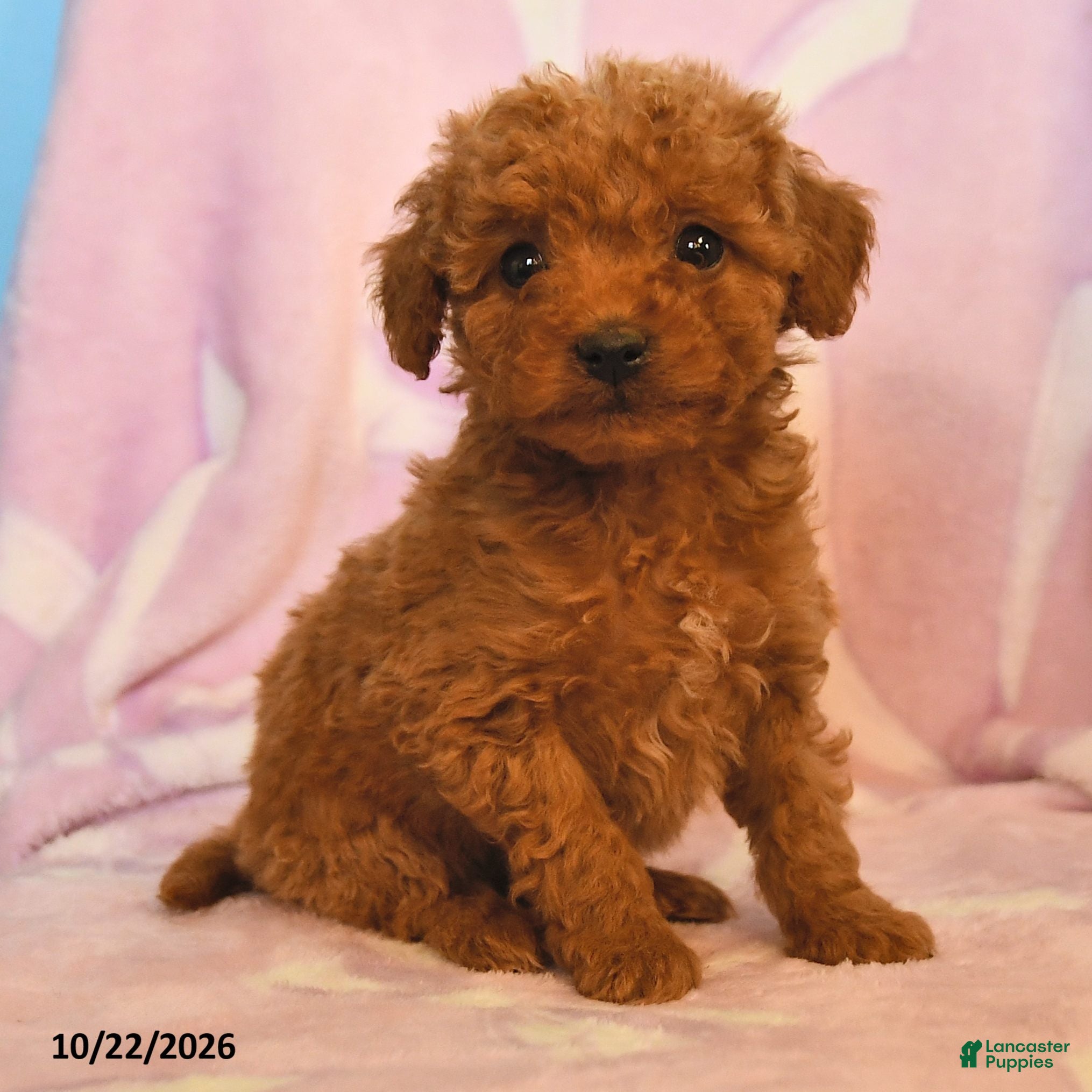 Mini Goldendoodle dogs for sale: Lady - Ad 2
