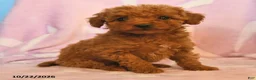 Mini Goldendoodle dogs for sale: Lady - Ad 2