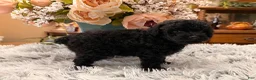 Miniature Poodle dogs for sale: Miniature Poodle 3 - Ad 5