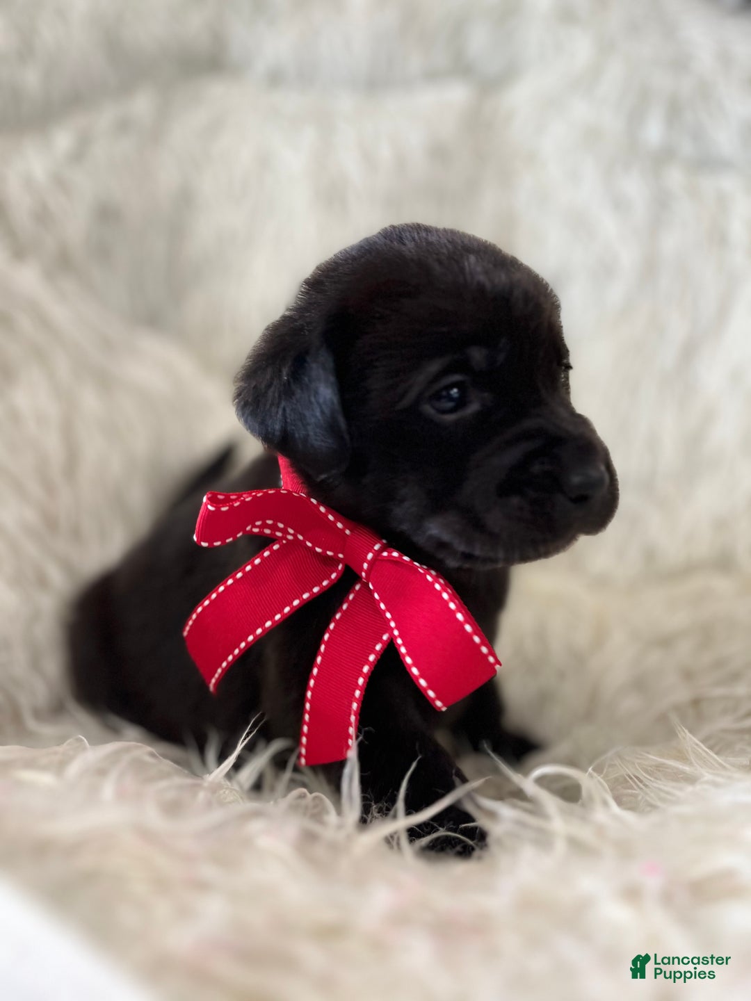 Labrador Retriever dogs for sale: Lexy - Ad 3