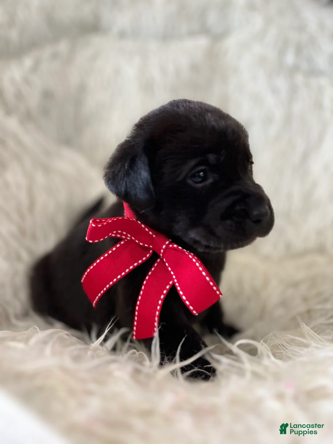 Labrador Retriever dogs for sale: Lexy - Ad 3