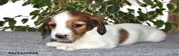 Miniature Dachshund dogs for sale: Lulu - Ad 4