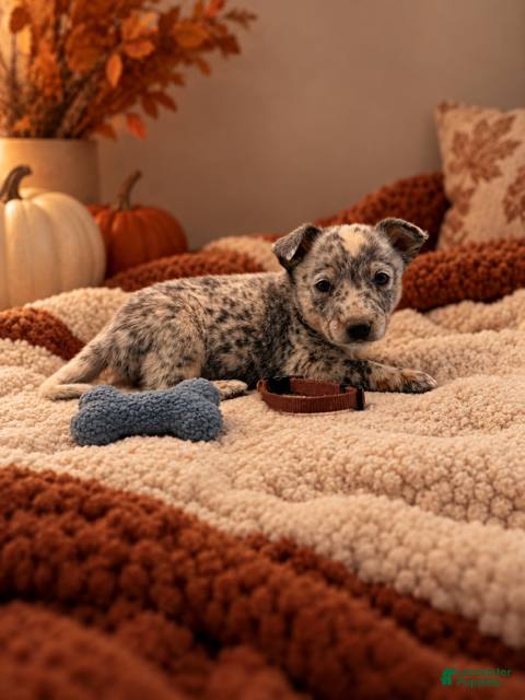Australian Cattle Dog dogs for sale: Gunner - Brown Collar - Ad 42