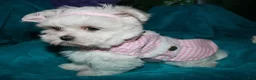 Maltese dogs for sale: Fannie - Ad 16