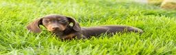 Miniature Dachshund dogs for sale: Ivan  - Ad 3