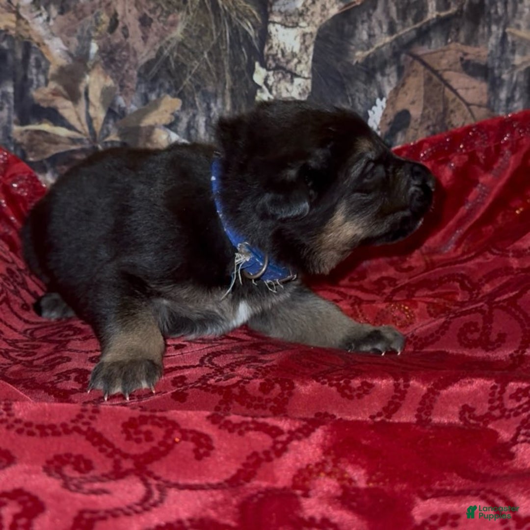 German Shepherd dogs for sale: SIMON - Ad 3