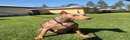 Doberman Pinscher dogs for sale: Girl - Ad 5