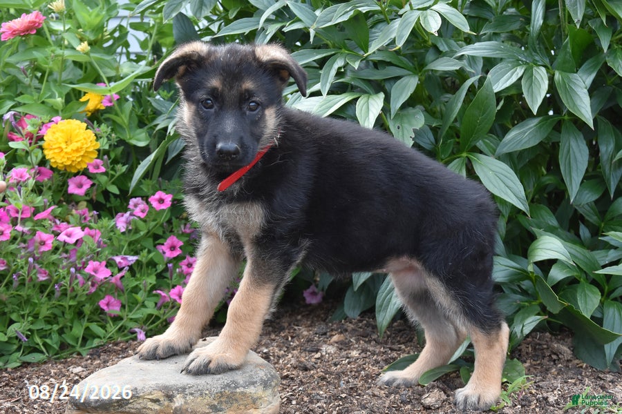 German Shepherd dogs Becca - Ad 2