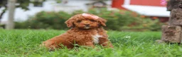 Miniature Poodle dogs for sale: Sunny - Ad 6