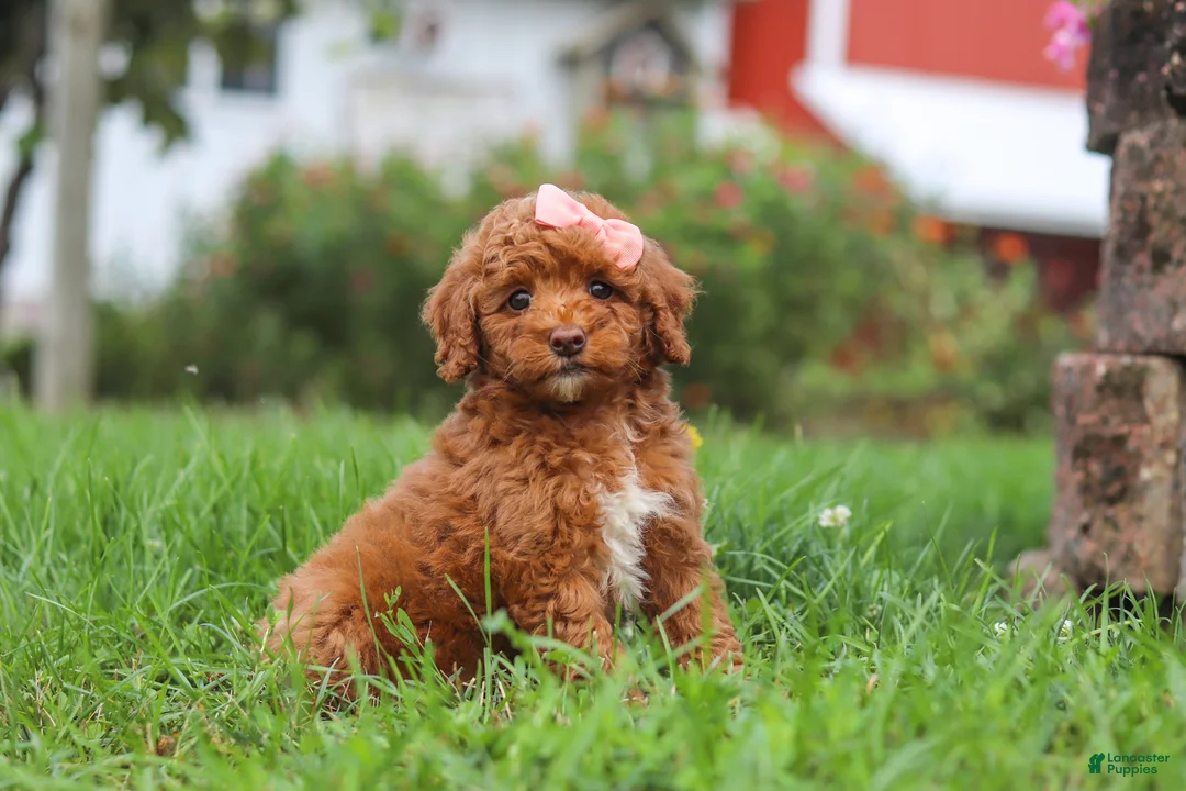 Miniature Poodle dogs for sale: Sunny - Ad 6