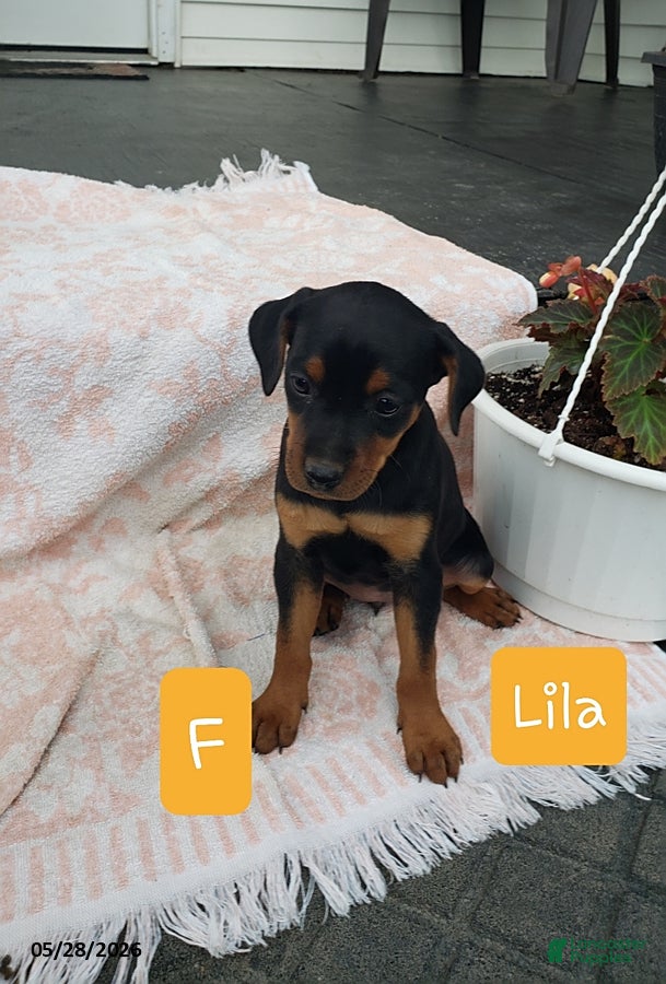 Mixed Breed dogs Lila   - Ad 8