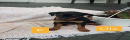 Mixed Breed dogs for sale: Lila   - Ad 1