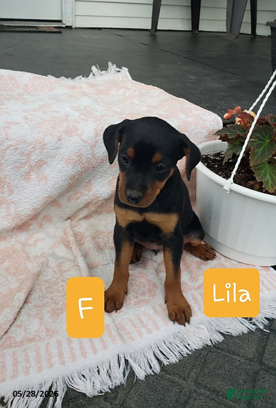 Mixed Breed dogs for sale: Lila   - Ad 1