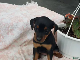 Mixed Breed dogs Lila - Ad 8