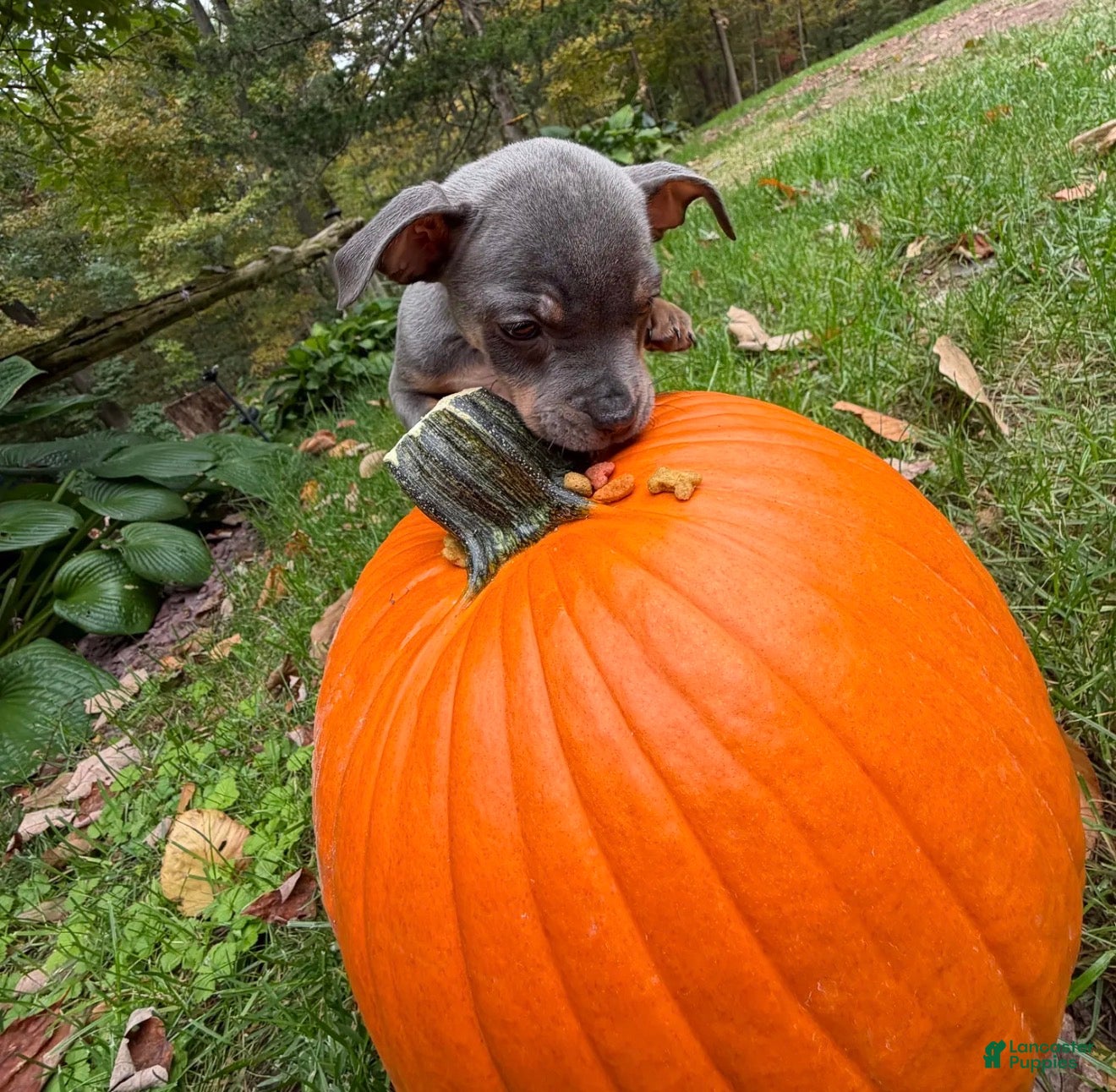 Mixed Breed dogs for sale: Mixed Breed 1 - Ad 13