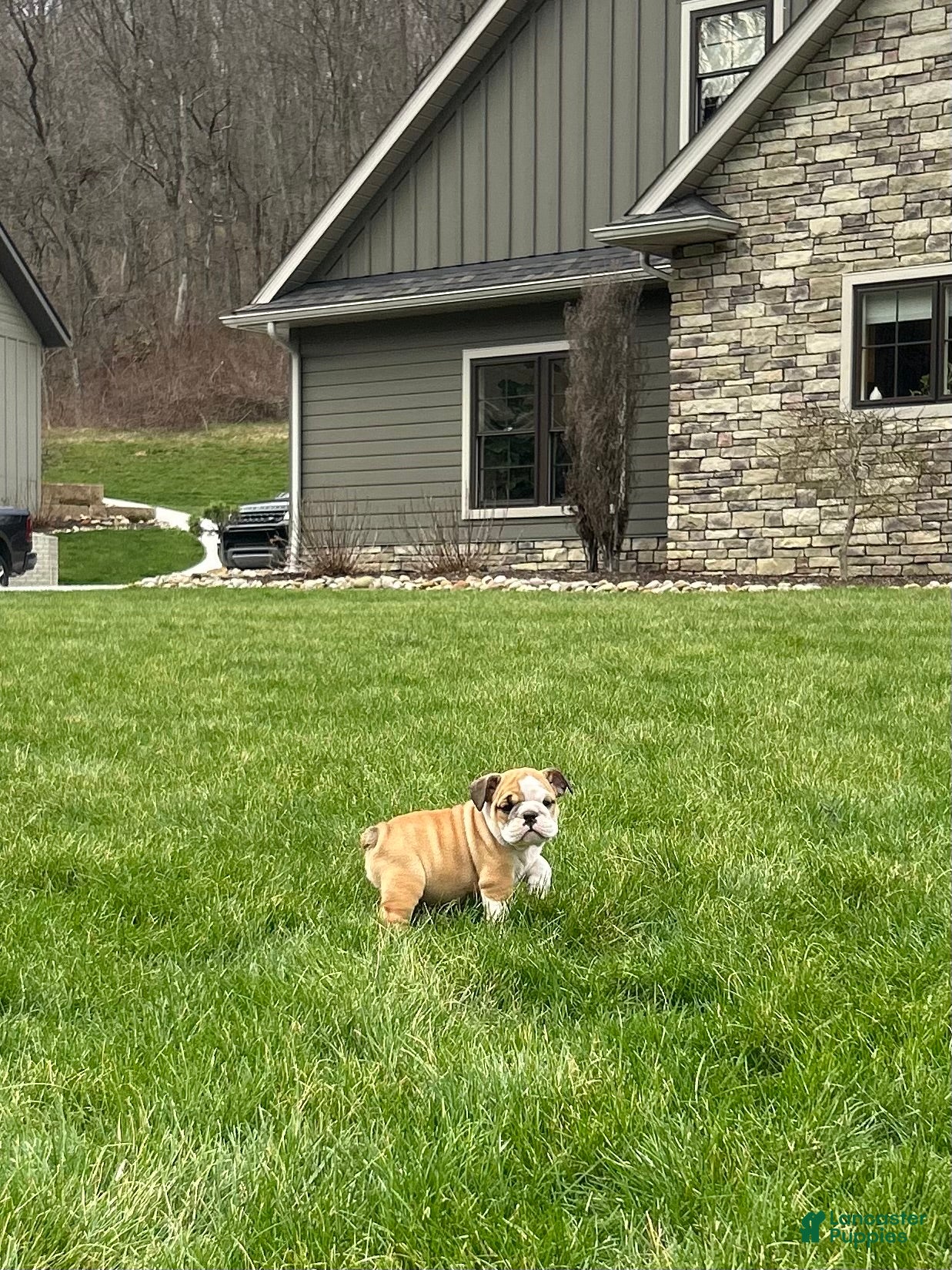 English Bulldog dogs Wren - Ad 2