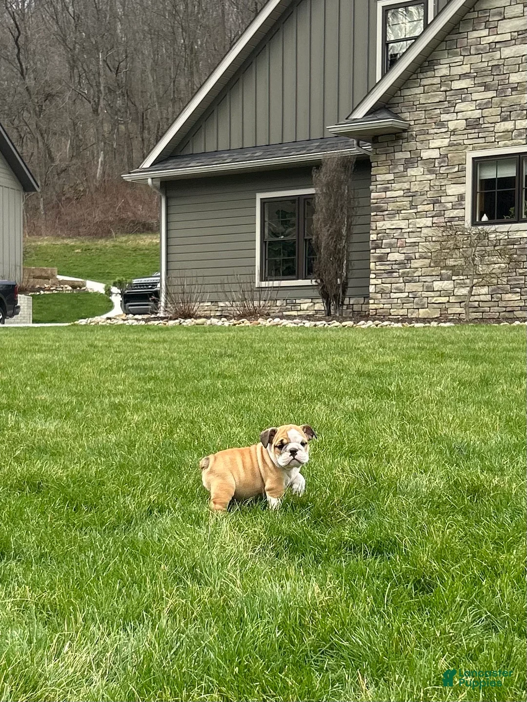 English Bulldog dogs for sale: Wren - Ad 2