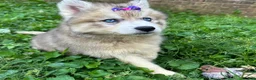 Siberian Husky dogs for sale: RISA - Ad 17