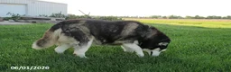 Siberian Husky dogs for sale: Mayla - Ad 6