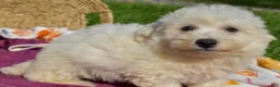Bichon Frise dogs for sale: Tucker 🦴 - Ad 7