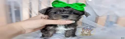 Morkie dogs for sale: Rare Merle Heihei - Ad 4
