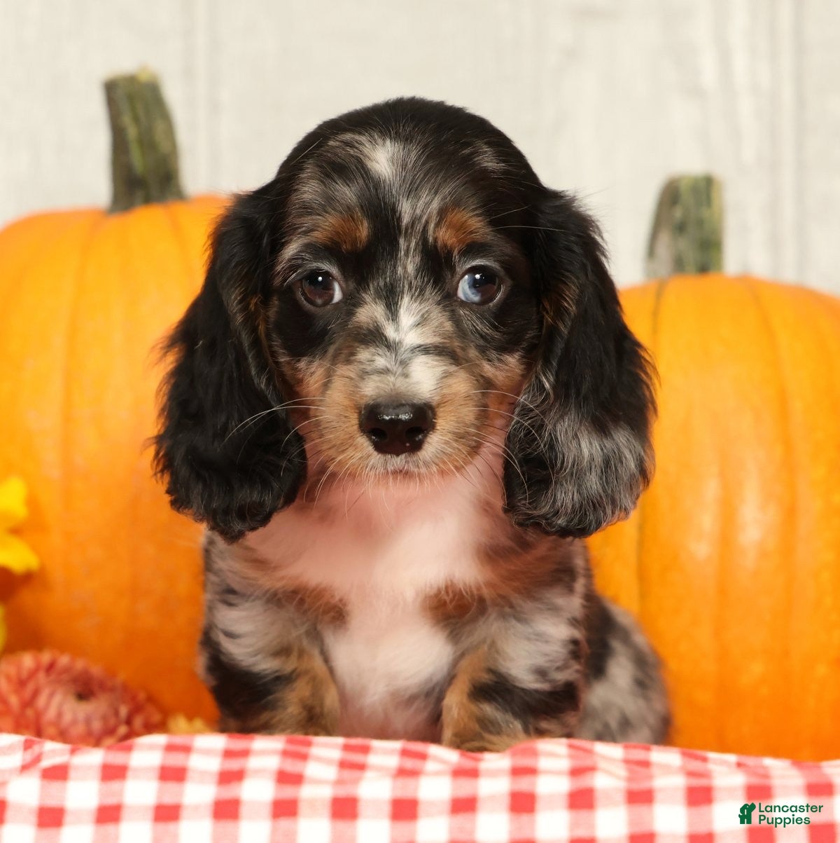 Miniature Dachshund dogs for sale: Blu - Ad 1